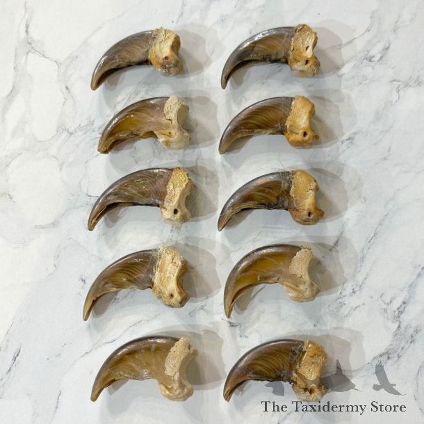 10 Pack Grizzly Bear Back Claws For Sale #24855 - The Taxidermy Store