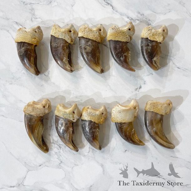 10 Pack Grizzly Bear Back Claws For Sale #24856 - The Taxidermy Store