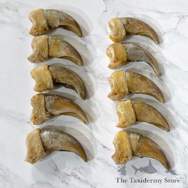 10 Pack Grizzly Bear Back Claws For Sale #24859 - The Taxidermy Store
