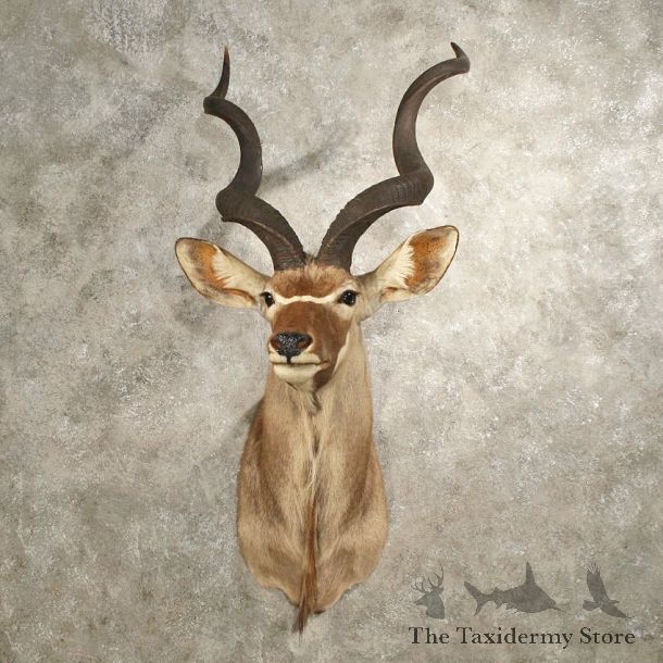 African Greater Kudu Mount #11002 - The Taxidermy Store