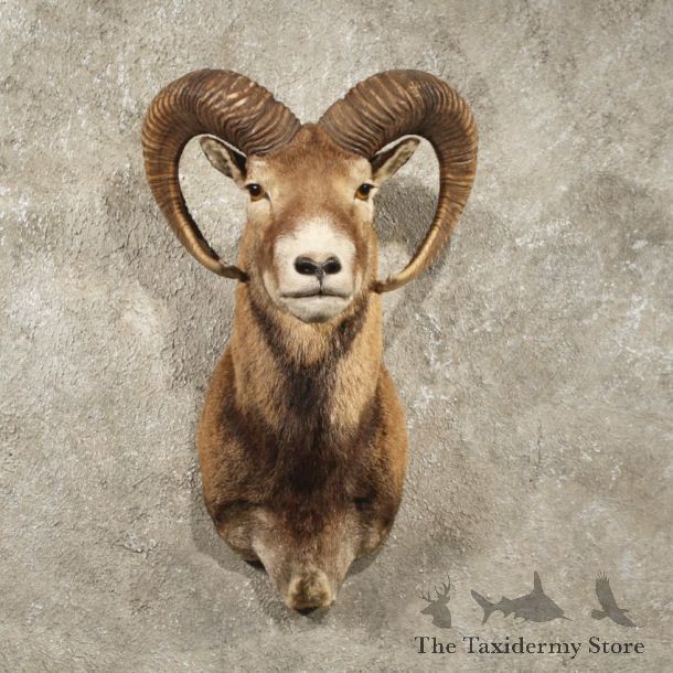 Black & Tan Mouflon Ram