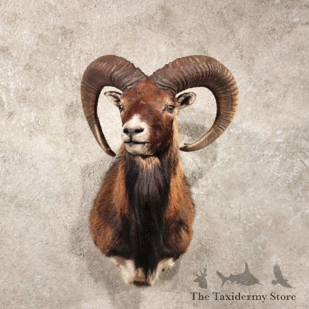 Black & Tan Mouflon Ram