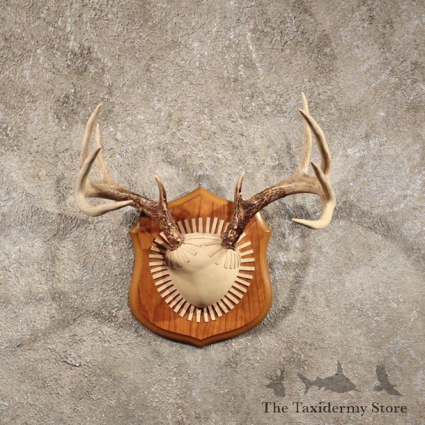 Whitetail deer antler plaque mount for sale