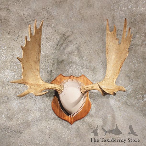 Moose Antler Mount #11036 - The Taxidermy Store