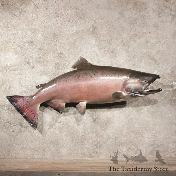 Red Chinook King Salmon