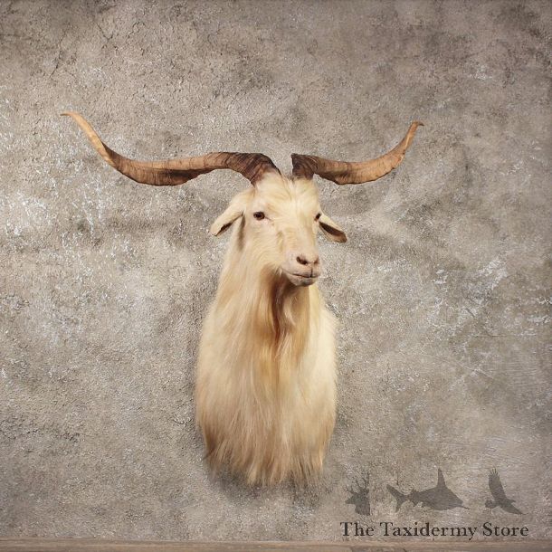 White Catalina Goat Mount #11044 - The Taxidermy Store