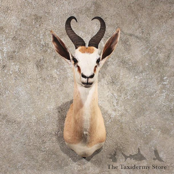 African Springbok Mount #11051 - The Taxidermy Store