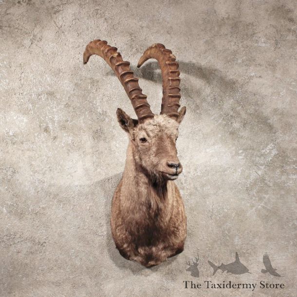Alpine Ibex Shoulder Mount #11052 - The Taxidermy Store
