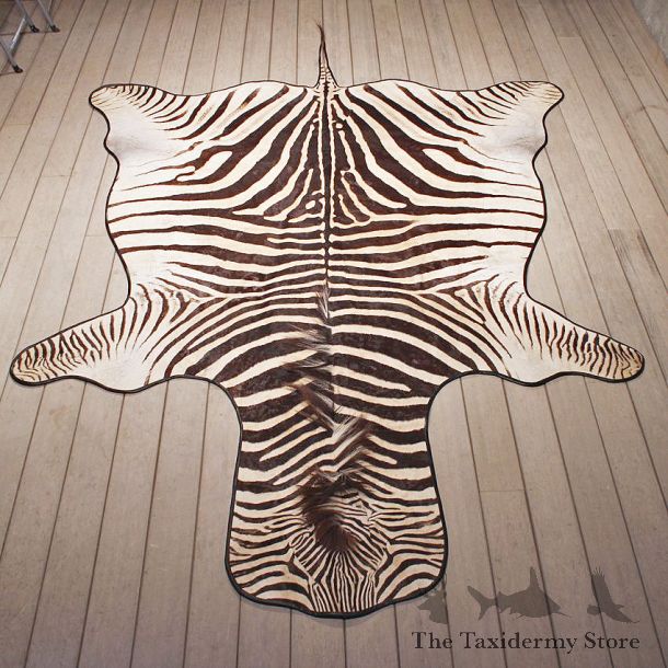 Zebra Rug Mount #11054 - The Taxidermy Store