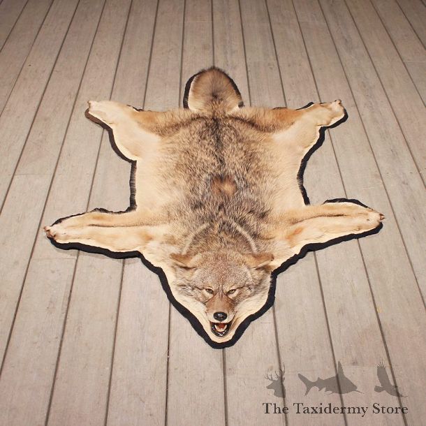 Coyote Rug Mount #11059 - The Taxidermy Store