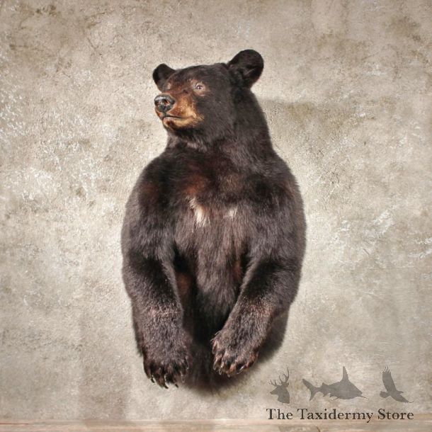 1/2 Life Size Black Bear