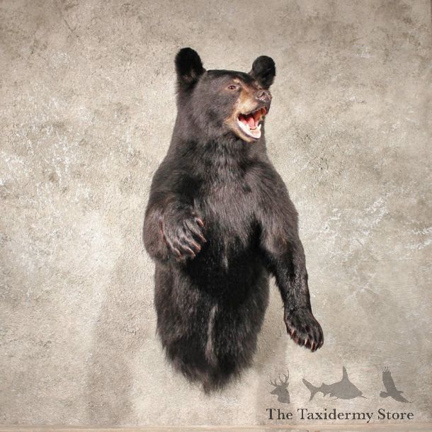 Black Bear w/ Open Mouth