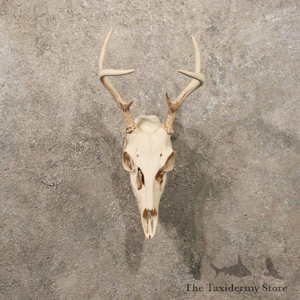 Whitetail Deer Taxidermy European Skull Mount