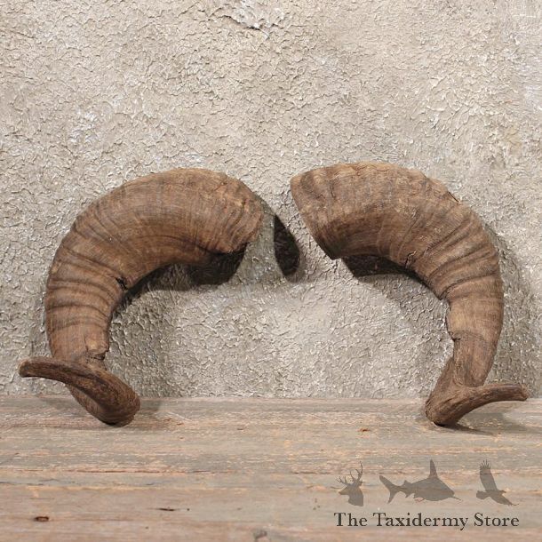 Corsican Ram Horns #11083 - The Taxidermy Store
