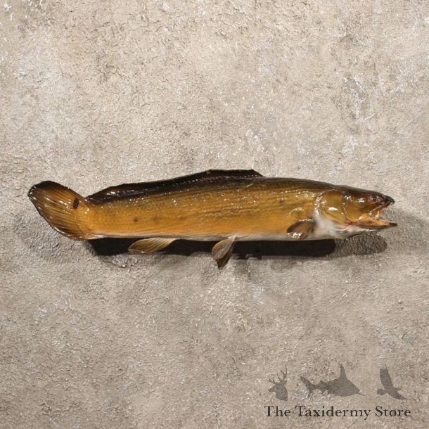 Bowfin Dogfish Taxidermy Fish Mount For Sale