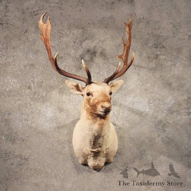 White Fallow Deer Shoulder Mount For Sale
