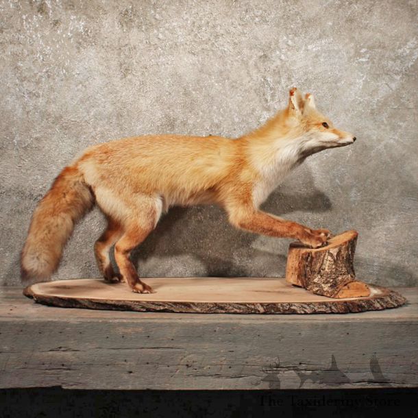 Red Fox Life Size Standing Vintage Taxidermy Mount For Sale