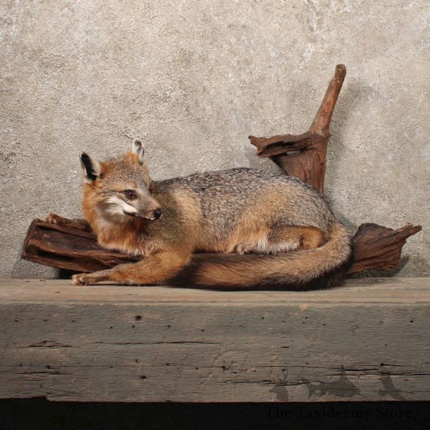 Laying Gray Fox on Wood