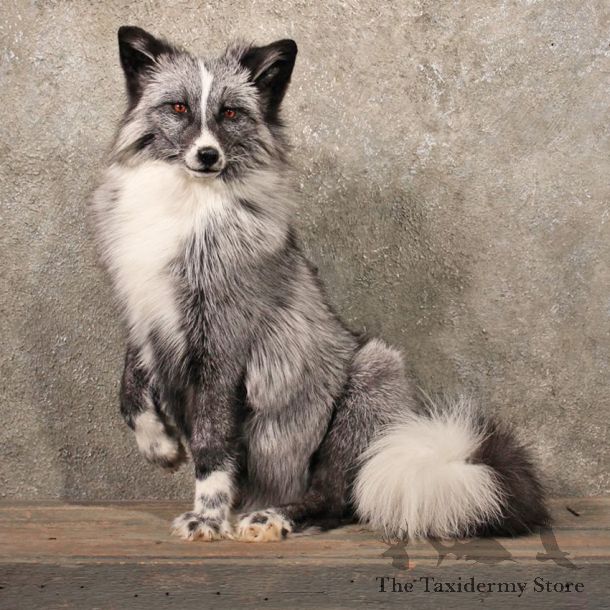 Standing Whitemark Silver Fox