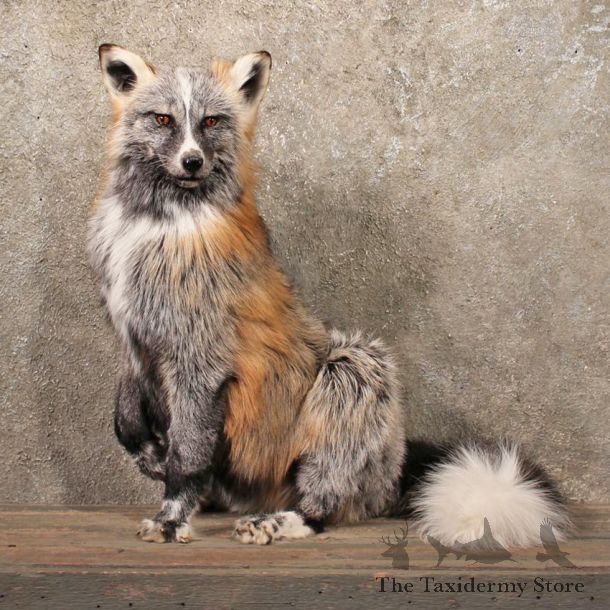 Standing Tricolor Red Fox