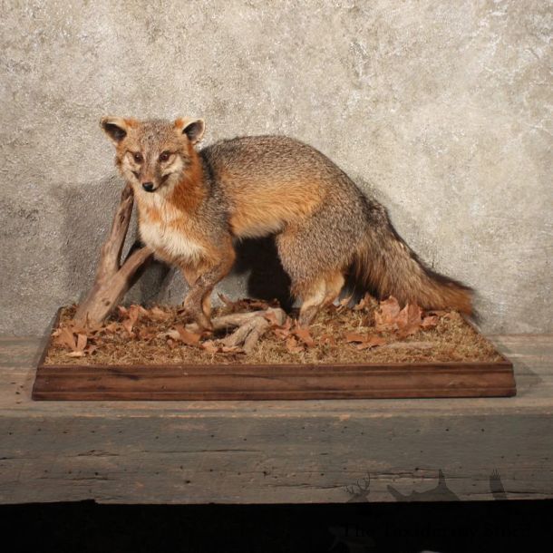 Gray (Grey) Fox Life Size Standing Taxidermy Mount For Sale