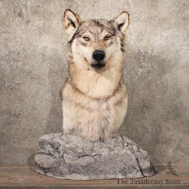 #11110 Grey Wolf Pedestal Taxidermy Mount For Sale @ The Taxidermy Store