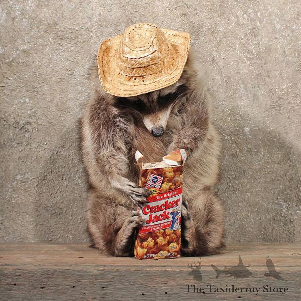 Novelty Cracker Jack Raccoon Life Size Sitting Taxidermy Mount For Sale