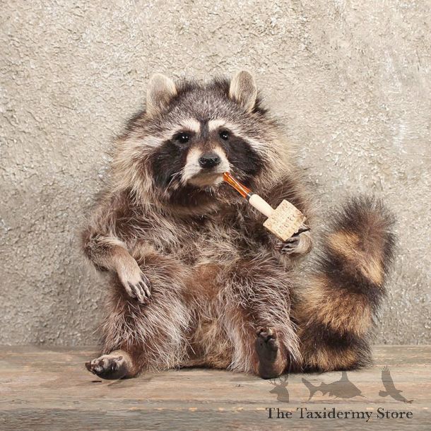 Novelty Tobacco Pipe Raccoon Life Size Sitting Taxidermy Mount For Sale