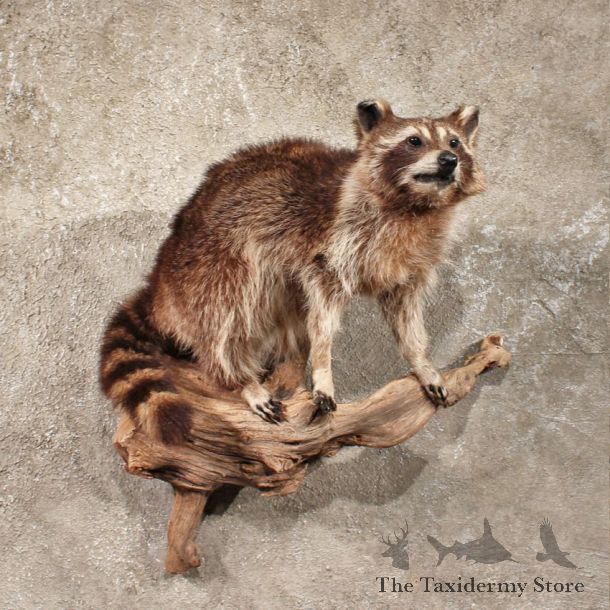 Raccoon Life Size Wall Hanging Taxidermy Mount For Sale