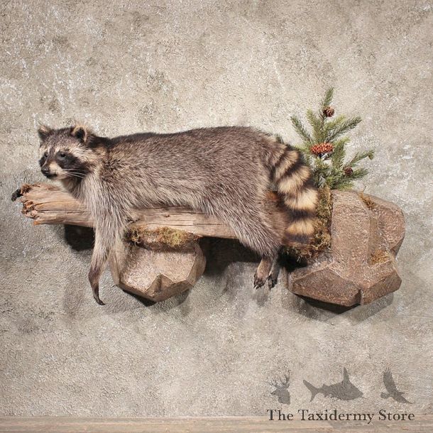 Raccoon Life Size Wall Hanging Taxidermy Mount For Sale
