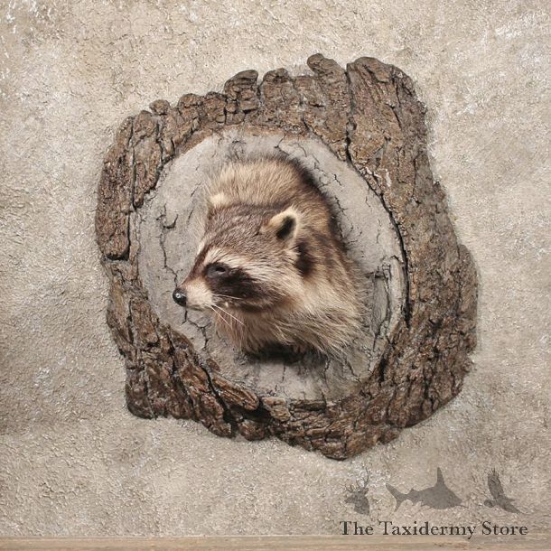 Raccoon Shoulder Taxidermy Head Mount in a Log For Sale