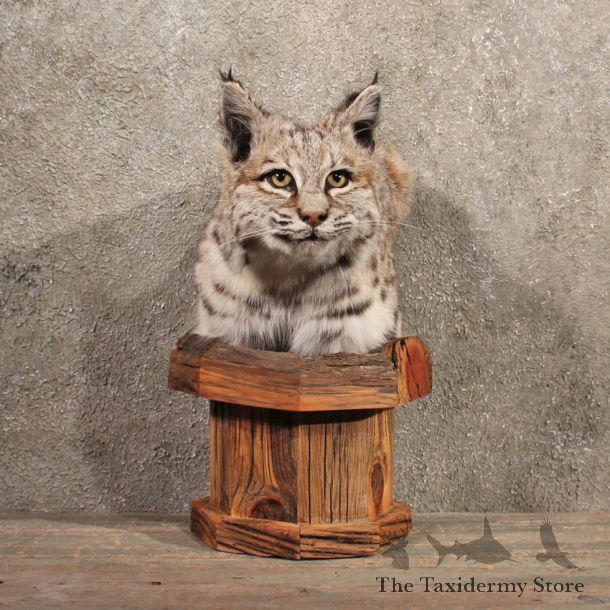 Pedestal Bobcat Mount #11125 - The Taxidermy Store