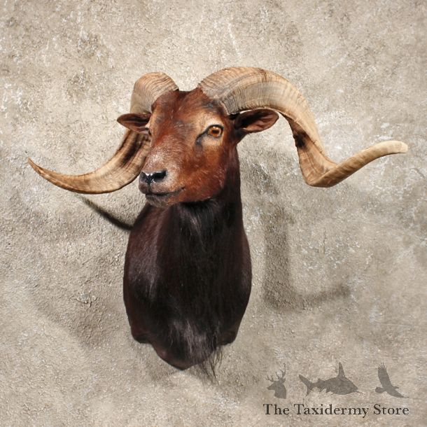 Black Corsican Ram Taxidermy Shoulder Mount For Sale