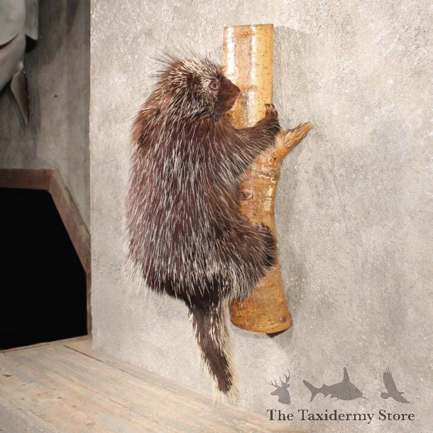 Wall Hanging Porcupine Taxidermy Mount For Sale