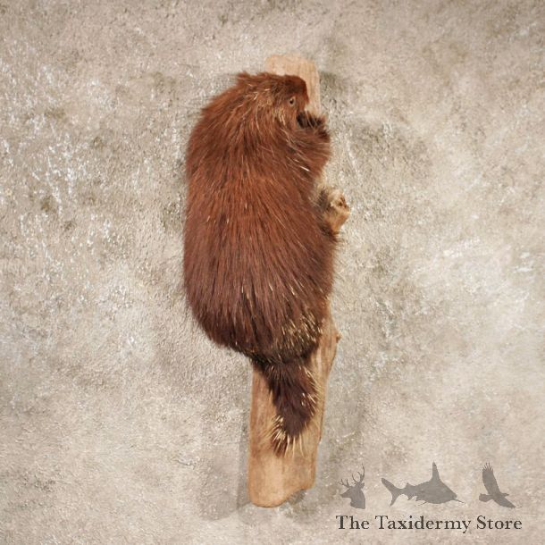 Porcupine Wall Hanging Taxidermy Mount For Sale
