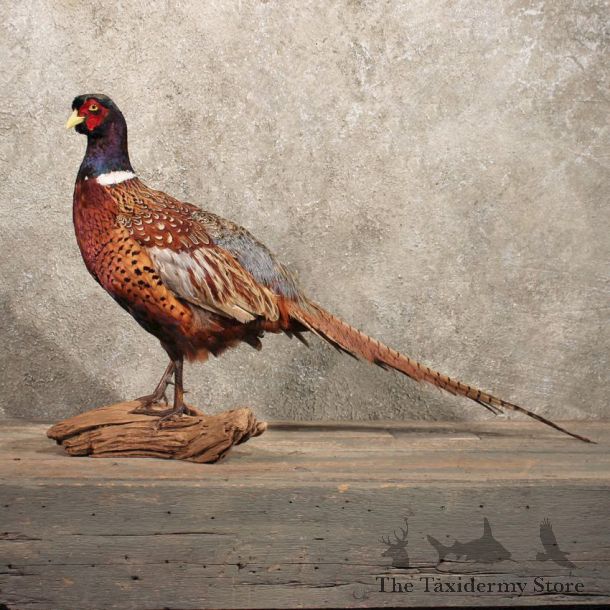 Ringneck Pheasant Taxidermy Bird Mount For Sale