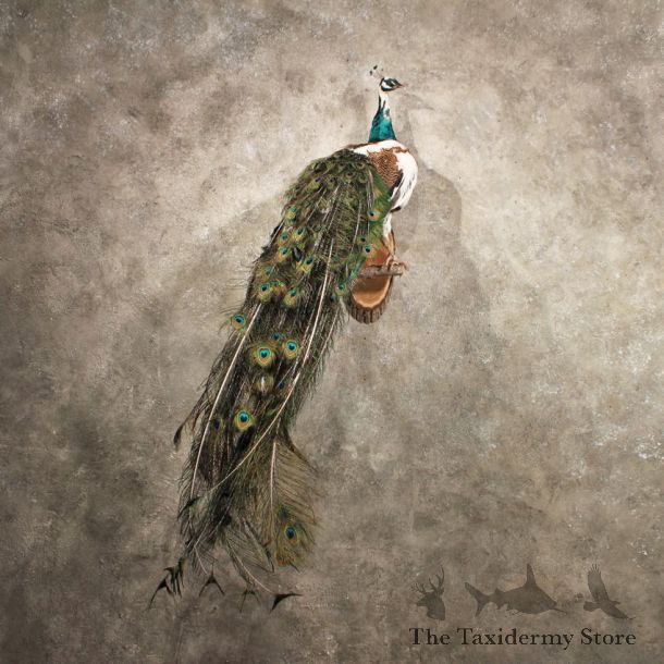 Piebald White Indian Peacock