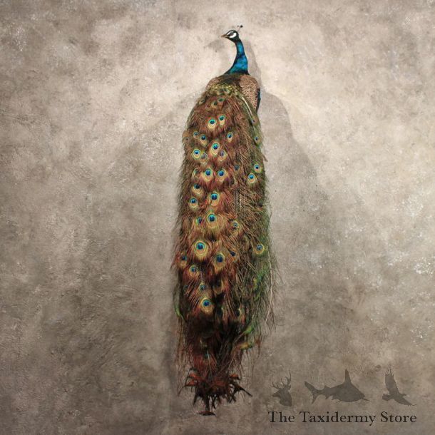 Green Indian Peacock