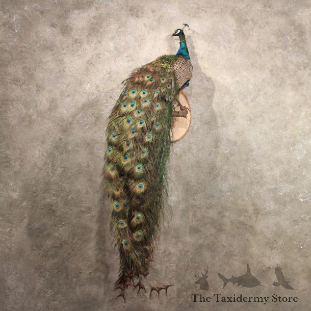 Green Indian Peacock