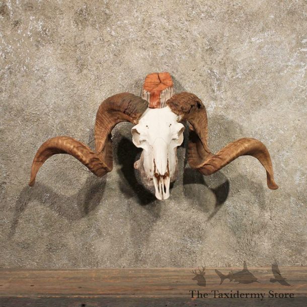Corsican Ram Horn Plaque
