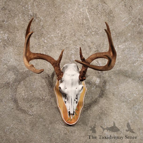 Whitetail Deer Antler Plaque
