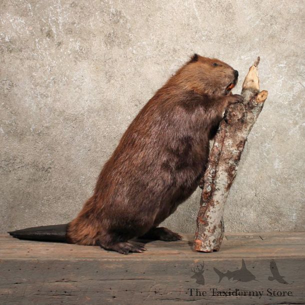 Beaver with Log