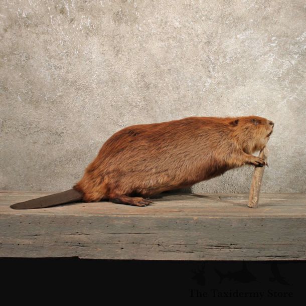 Beaver with Stick