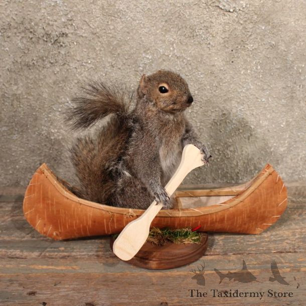 Novelty 'Canoe' Grey Squirrel
