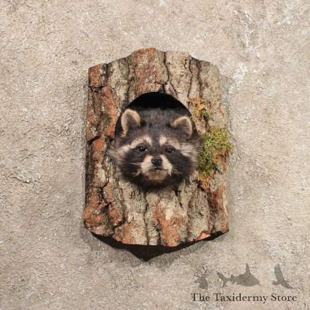 Single Raccoon Head in Log