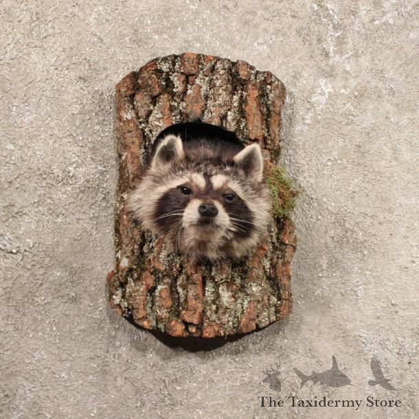 Single Raccoon Head in Log Taxidermy Mount For Sale