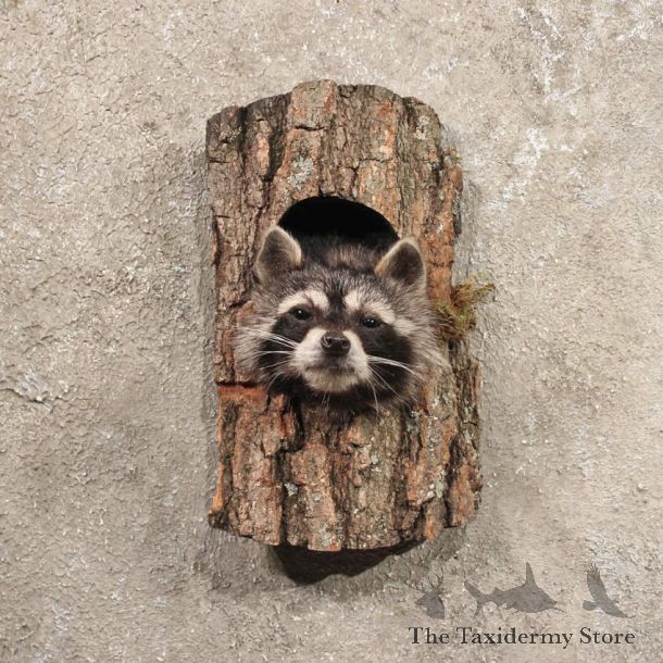 Single Raccoon Head in Log