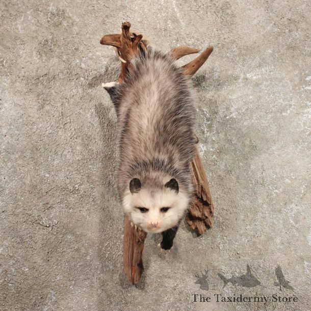 Wall Hanging Opossum