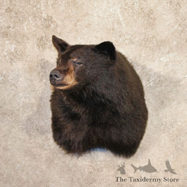 Black Bear Shoulder