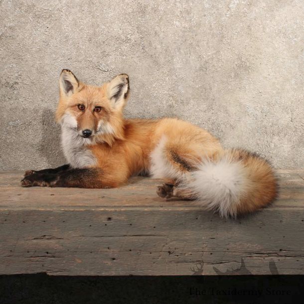 Laying Red Fox